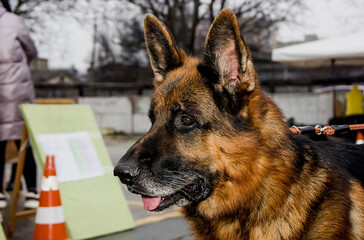 Close up portrait of a beautiful German shepherd dog.