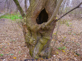 tree trunk