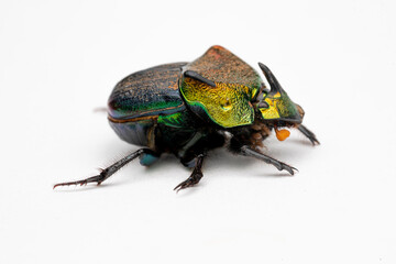 Rainbow Scarab Dung Beetle