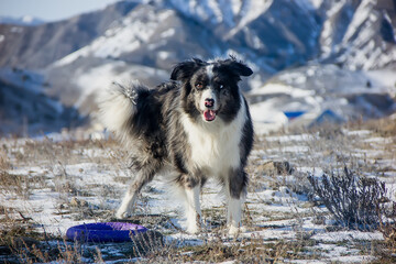 Young border collie on a walk in the mountains in winter.