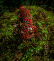 Red Salamander