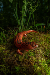 Red Salamander