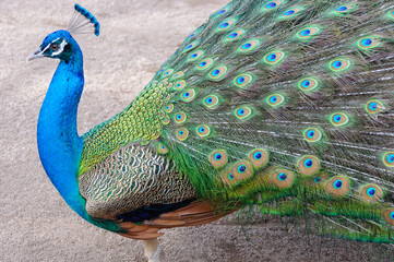 エレガントな孔雀の力強い生命力