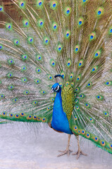 Obraz premium 孔雀の力強くエレガントな生命力