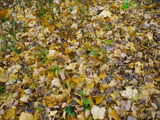 autumn leaves background