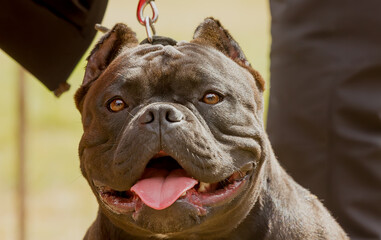 portrait of a dog breed american bully