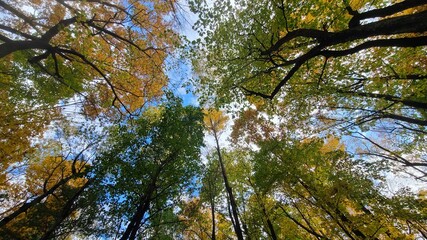 Fototapeta premium Fall Foliage and Lake Color explosion