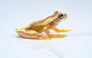 Hourglass Tree Frog