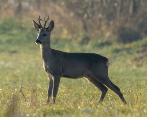 rogacz kozioł sarny pozuje na trawiastej łące na tle krzewów i zarośli © Michał Kurzątkowski