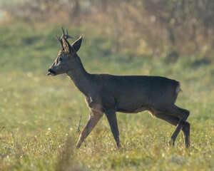 rogacz kozioł sarny pozuje na trawiastej łące na tle krzewów i zarośli