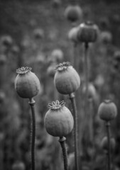 poppy flowers and poppy heads in black and white
