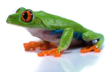 Red Eyed Tree Frog