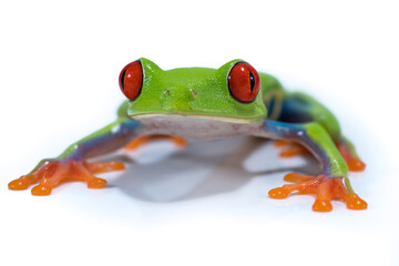 Red Eyed Tree Frog