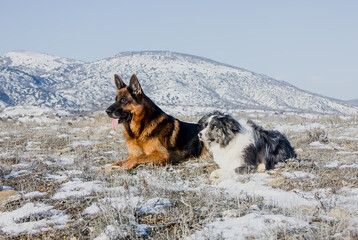 German shepherd dog and border collie for a walk in the mountains in winter.