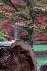 Variety of trees including acer, cherry and maple trees in a blaze of autumn colour, photographed at Winkworth Arboretum, Surrey, UK. Branch of conifer tree in foreground.