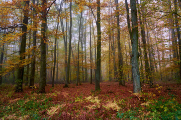 Autumn forest in fog, colorful leaves, red, yellow, green