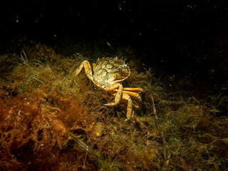 A close-up picture of a crab among seaweed. Picture from The Sound, between Sweden and Denmark