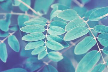 Foliage with plant leaves in nature. Color toning applied. - 465997582