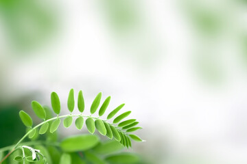 Young plant leaves growing in nature. Natural background.