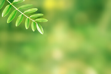 Foliage with green color plant leaves grow in nature environment. Natural background.