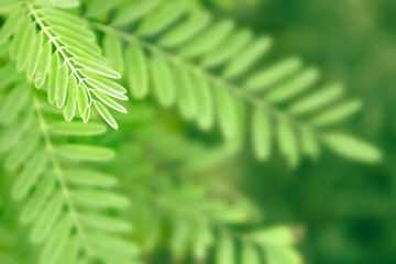 Foliage with green color plant leaves growing in natural environment. Nature background.