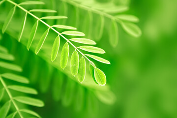 Foliage with green color plant leaves in nature environment. Natural background. - 465997587