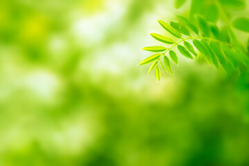 Foliage with plant leaves growing outdoor in natural environment. Nature background. - 465997589