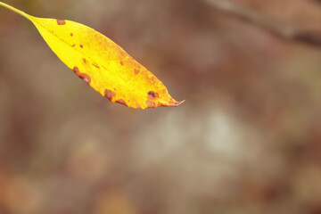 Plant leaf in autumn season in nature environment.
