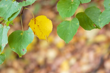 Plant leaves in autumn season in nature environment. Natural background.