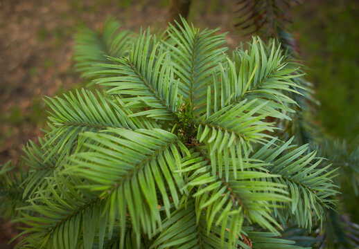 Close up of Wollemi Pine Tree (Wollemia nobilis)