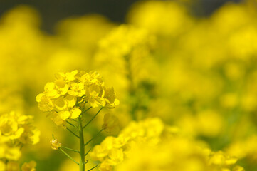 菜の花畑