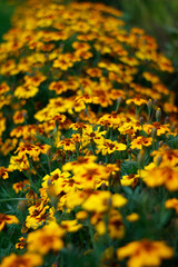 Blumenfeld mit Tagetes