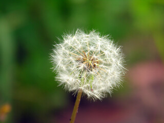 Fototapeta premium たんぽぽ