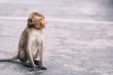 Obraz premium Portrait of macaque monkey, Monkey sitting on fence against Bali sea, Barbary macaques of Gibraltar.