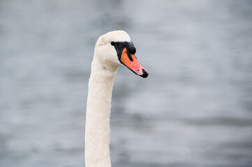 Group of swans that swim across The River Crouch from Hullbridge to Burnham on Crouch, Essex
