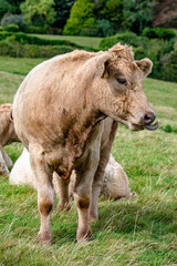 Cows in a field in late summer