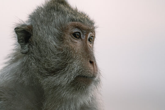 Portrait of macaque monkey, Monkey sitting on fence against Bali sea, Barbary macaques of Gibraltar.