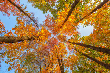 View to the sky through branches of trees, fall season outdoor background