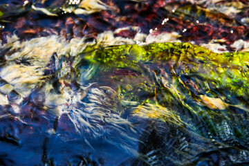 abstract of under water plant