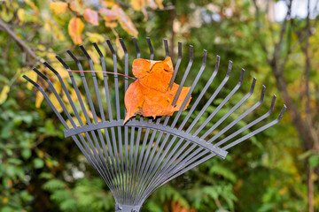 Autumn leaf on a rake during garden cleaning.