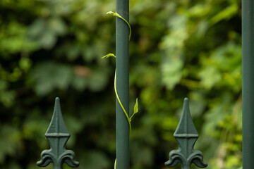 Green metal fence with fleur de lis details overgrown with leaves and greenery surrounded by growing trees in a rural area. Private property barrier © Lea