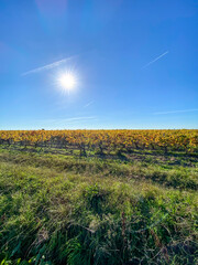 Vignoble du Médoc en automne, Gironde