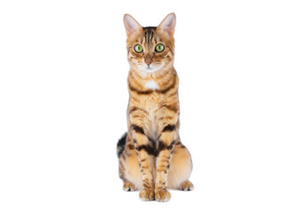 The cat sits with its front legs together, looking at the camera.