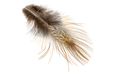 pheasant feather on a white isolated background