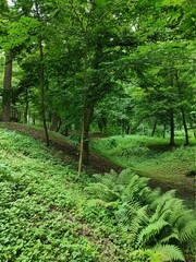 summer forest
