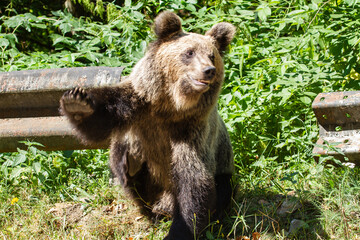 
Wild young bear on the side of the road in Romania