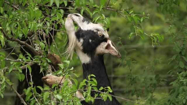 goat standing and reaching to eat from tree branch