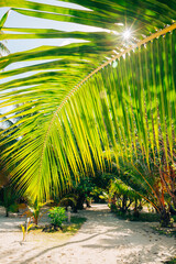 Sun shines through the palm leaf, Maldives