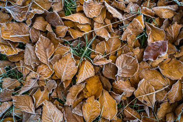Natural autumn background consisting of dry yellow leaves fallen to the ground and covered with frost on a cool November day