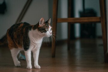 cat